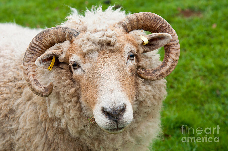 Sheep With Horns Photograph