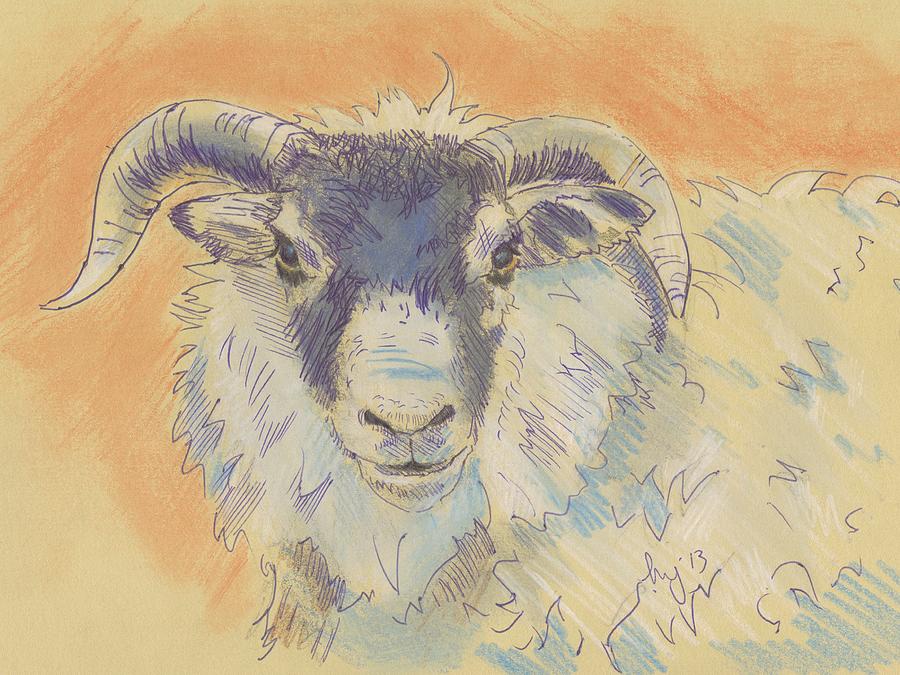 Sheep with horns Drawing by Mike Jory