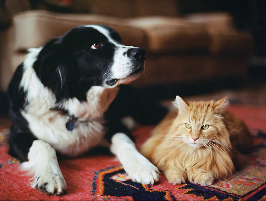 Sheepdog and long haired tabby on rug Photograph by John P Kelly