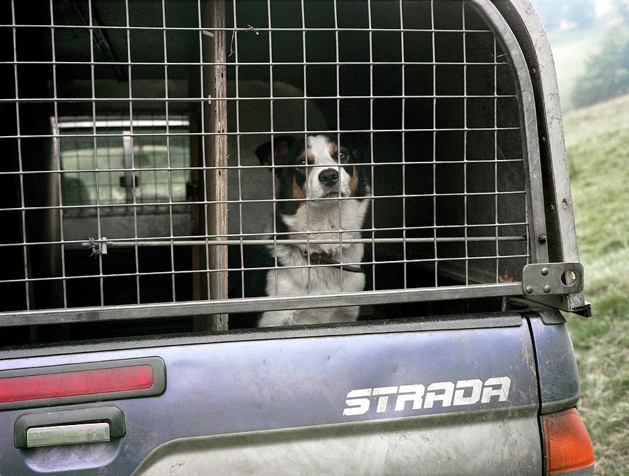 Sheepdog In A Truck Photograph by Robert Brook/science Photo Library