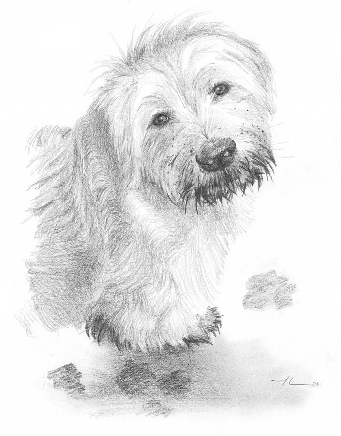 Sheepdog Muddy Pencil Portrait Drawing by Mike Theuer Sheepdog Muddy Pencil Portrait Drawing by Mike Theuer
