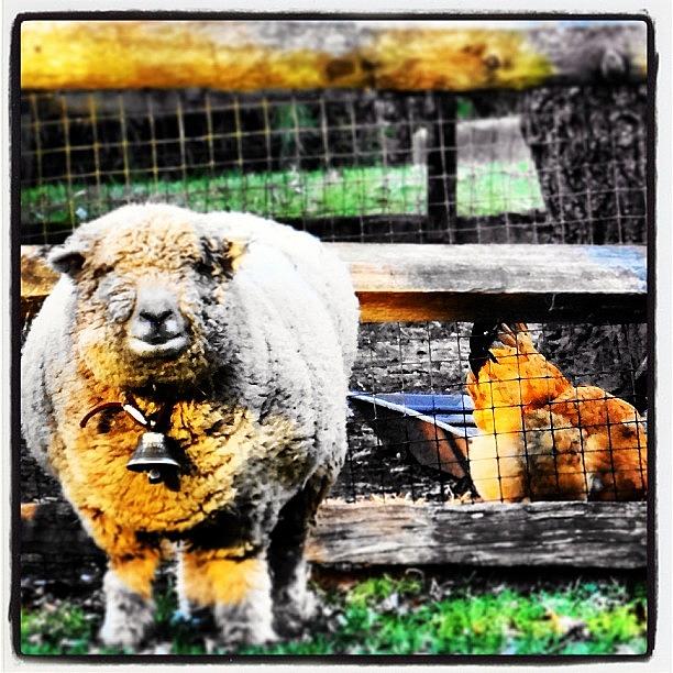 Sheep Photograph - #sheep#fence#chicken#farm by Matt Yates