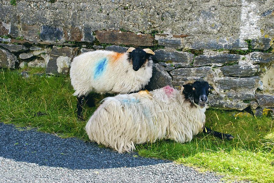 Sheep Photograph - Sheepish Curiosity by Norma Brock