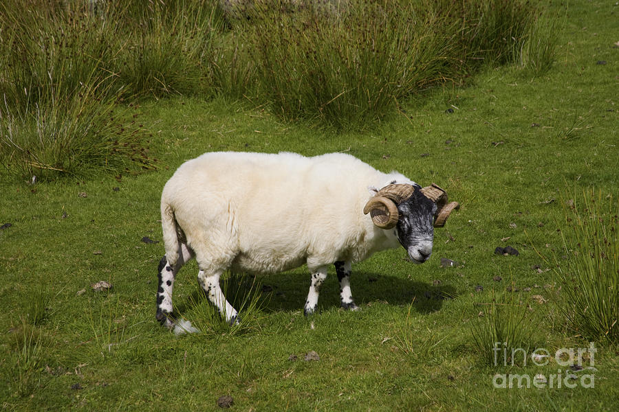 Sheepish Photograph by Diane Macdonald