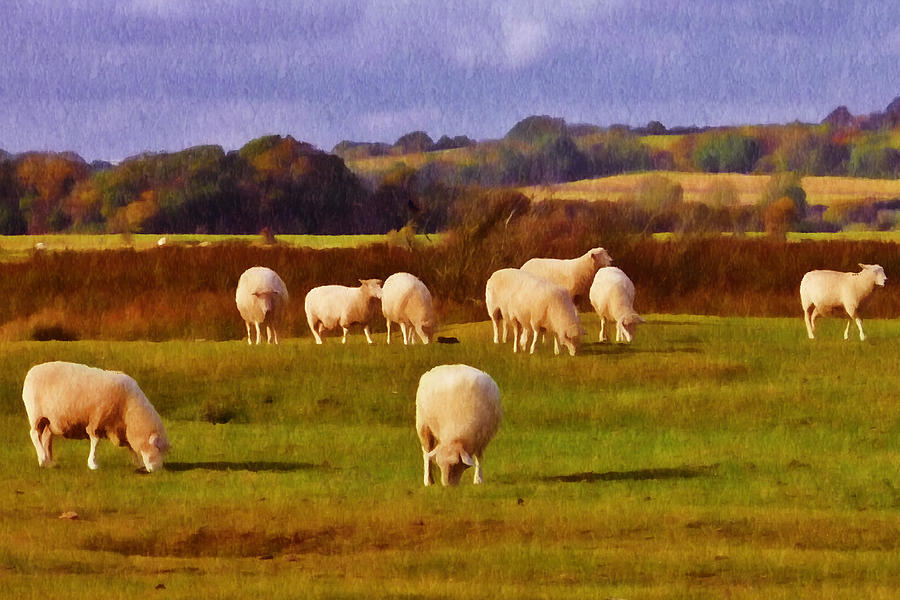 Sheep Photograph - Sheepish by Sharon Lisa Clarke