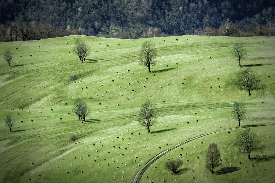 Sheeps ... Photograph by Anna Cseresnjes