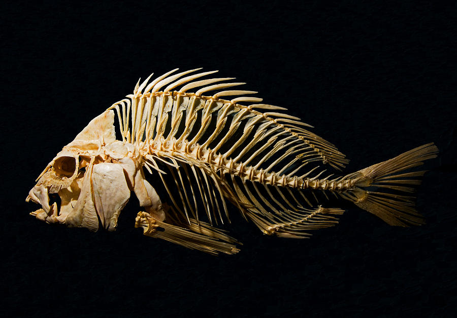 Sheepshead Fish Skeleton Photograph by Millard H. Sharp