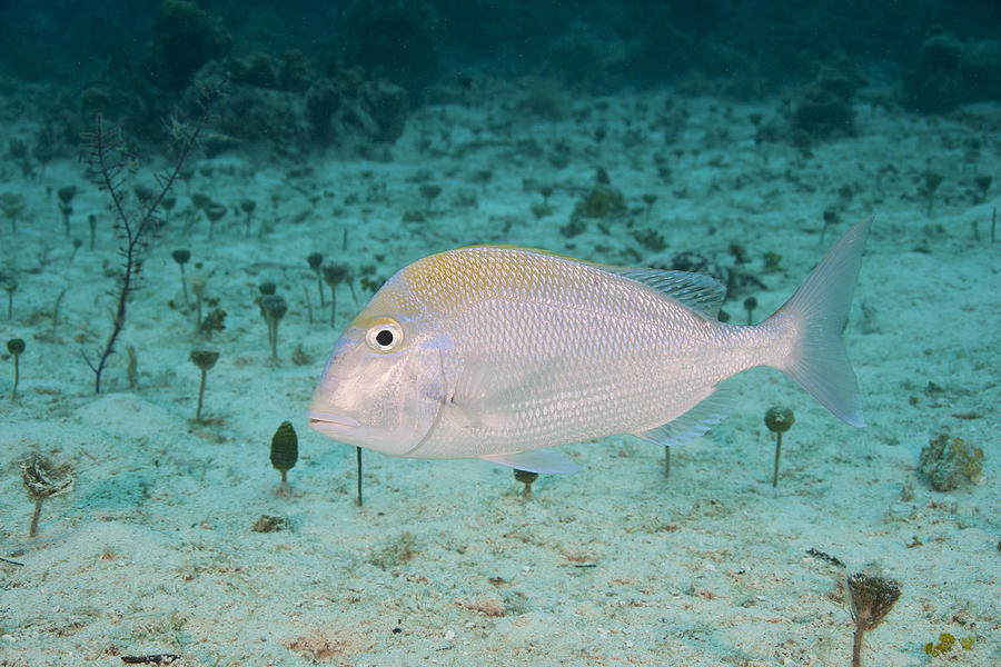 Sheepshead Porgy Photograph By Andrew J. Martinez - Fine Art America