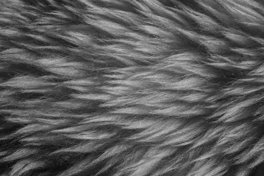 Sheepskin Photograph by Chevy Fleet