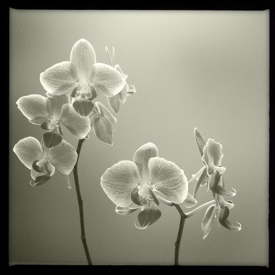 Sheerly Orchid Photograph by Dorian Hill
