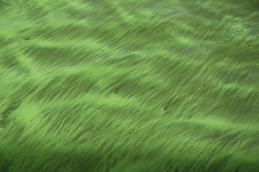 Sheet Of Cyanobacteria Slime Photograph by Charles Angelo