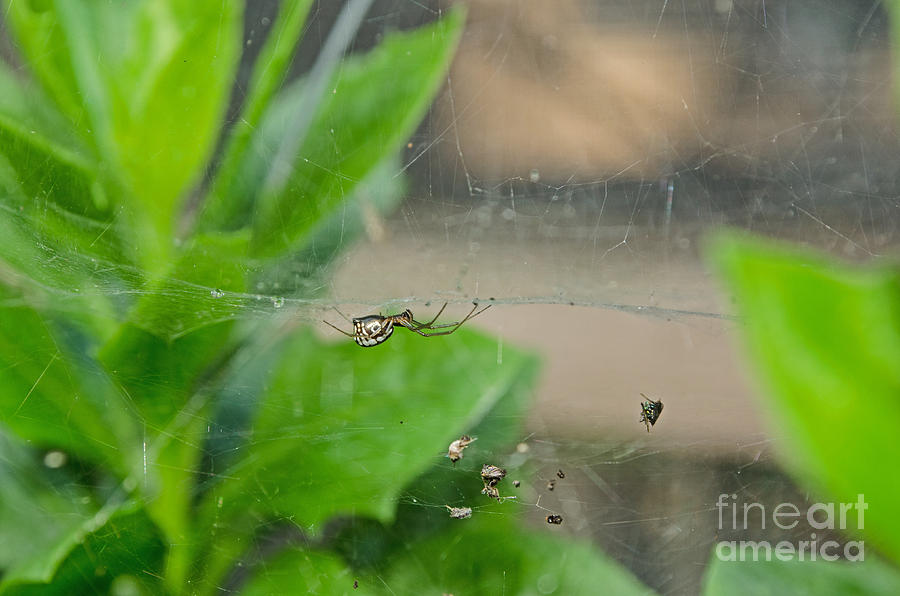 Sheet Web Weaver Spider Lunch Photograph by Donna Brown