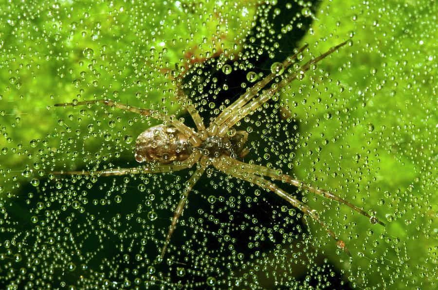 Sheetweb Spider On Dew-covered Web Photograph by Dr. John Brackenbury/science Photo Library