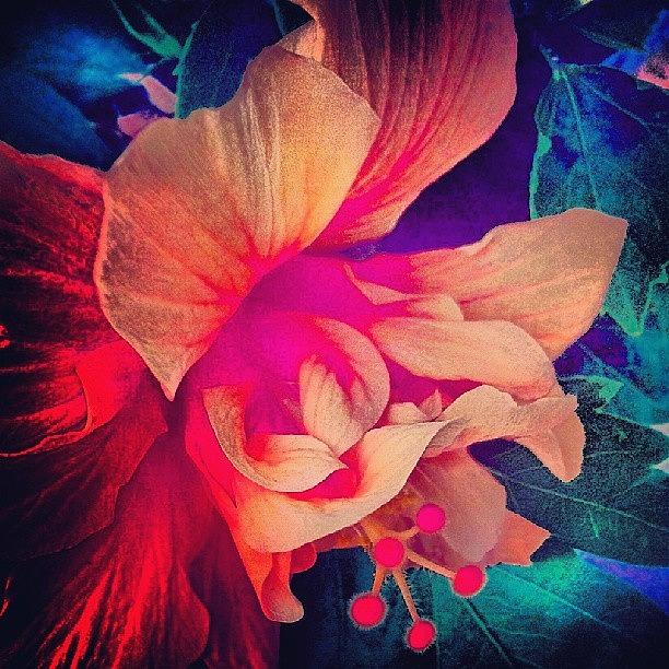 Abstract Photograph - Sheherazade #night #flowers #floral by Lydia Gottardi