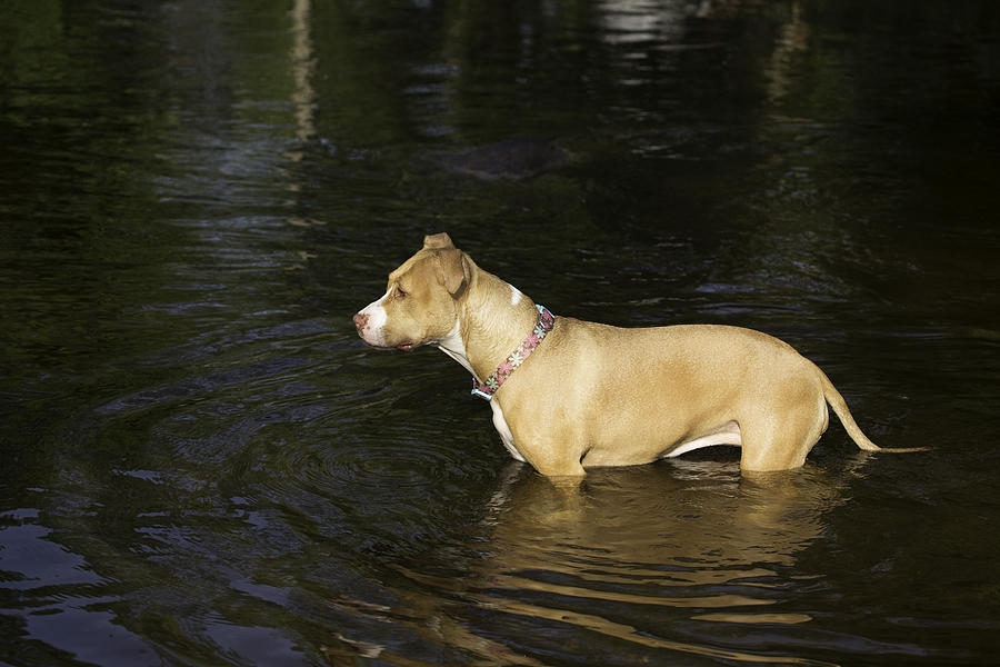 Dog Photograph - Shelby Cooling Off by Thomas Young