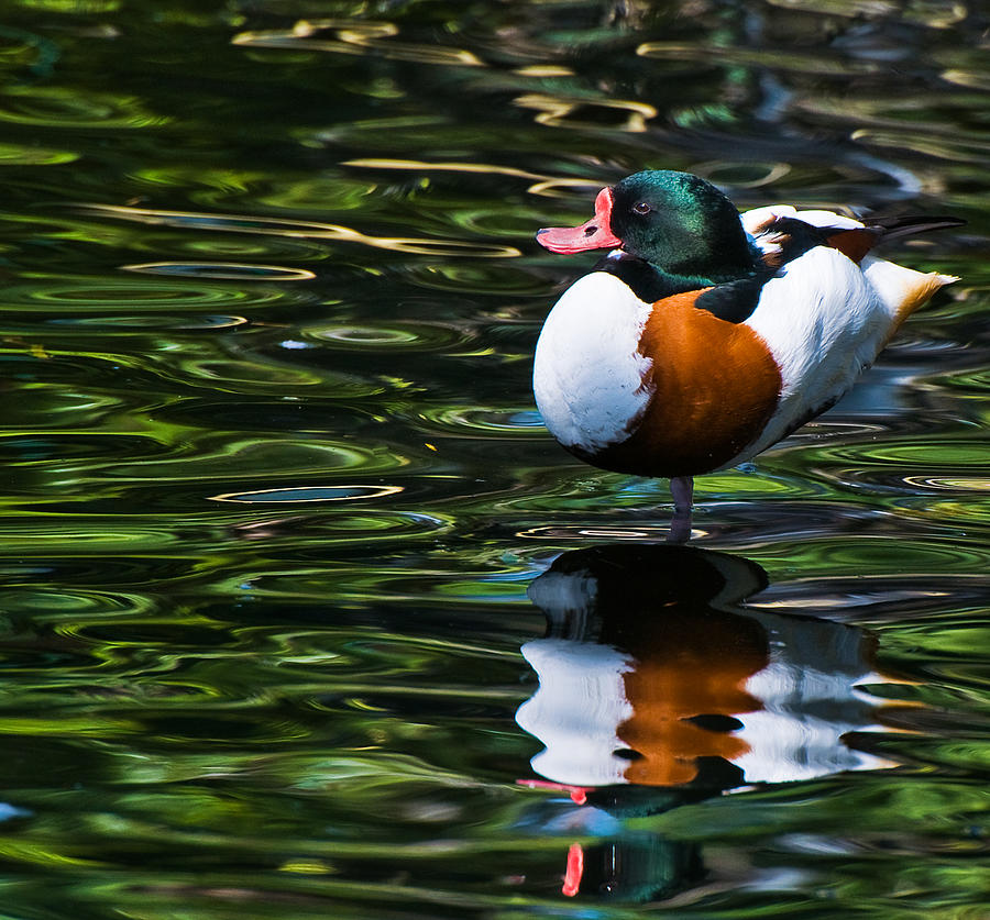 Shelduck and Reflection Photograph by Ginger Wakem