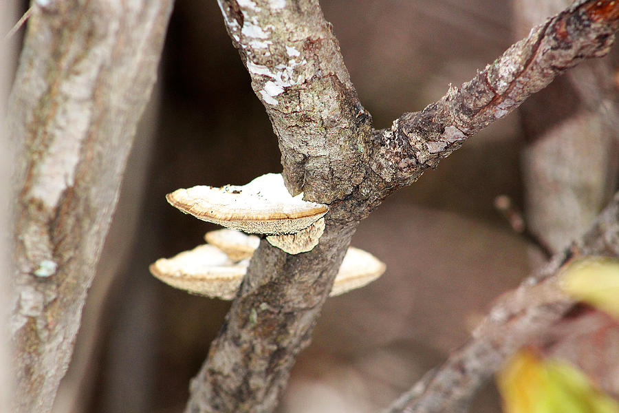 Shelf Fungi From the Early Winter Prairie Series Photograph by Verana Stark