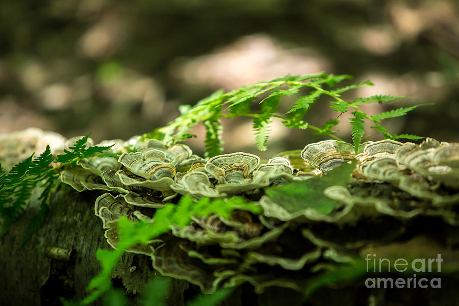 Shelf Fungus and Fern Photograph by Brad Marzolf Photography