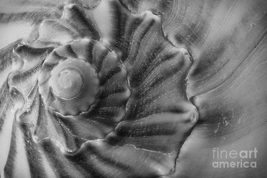 Shell Photograph - Shell 1 by Carrie Cranwill