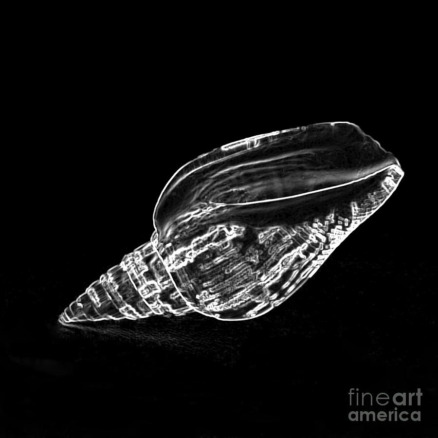 Black And White Photograph - Shell 1 - white on black by Carole Lloyd