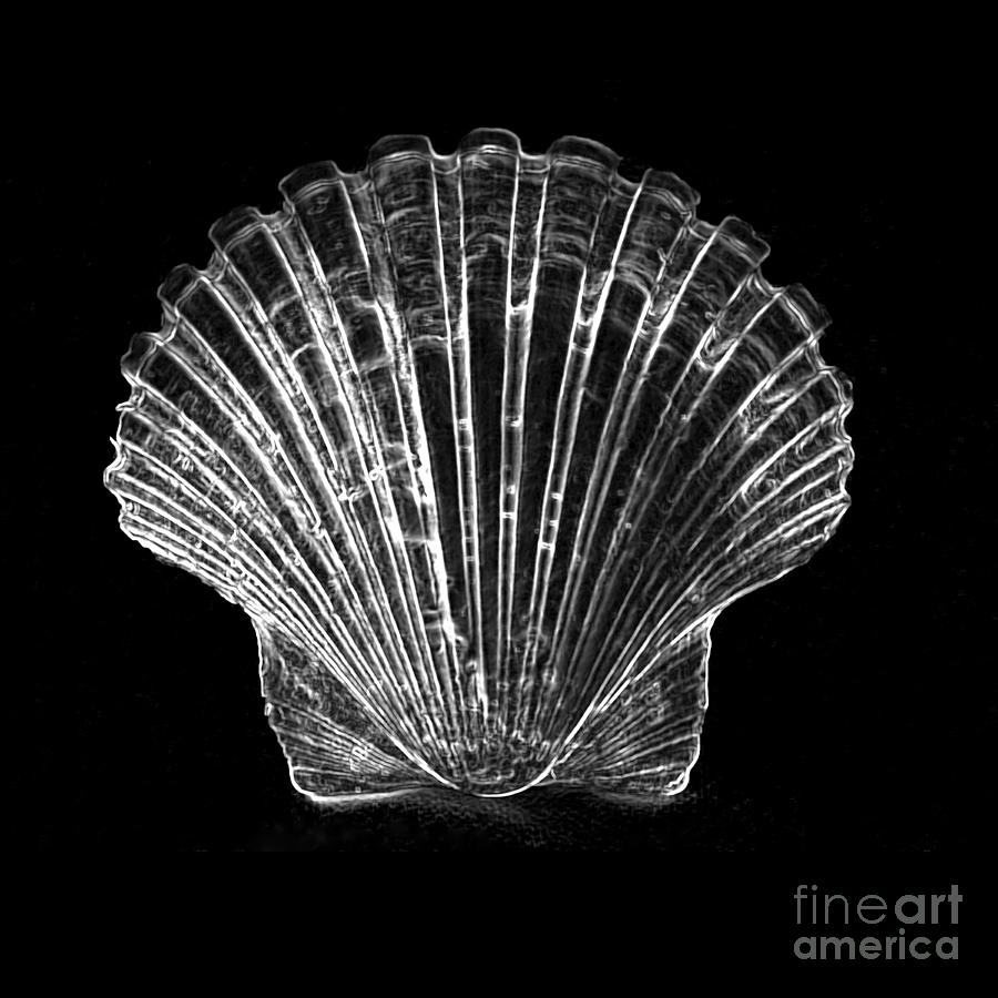 Shell 2 - white on black Photograph by Carole Lloyd