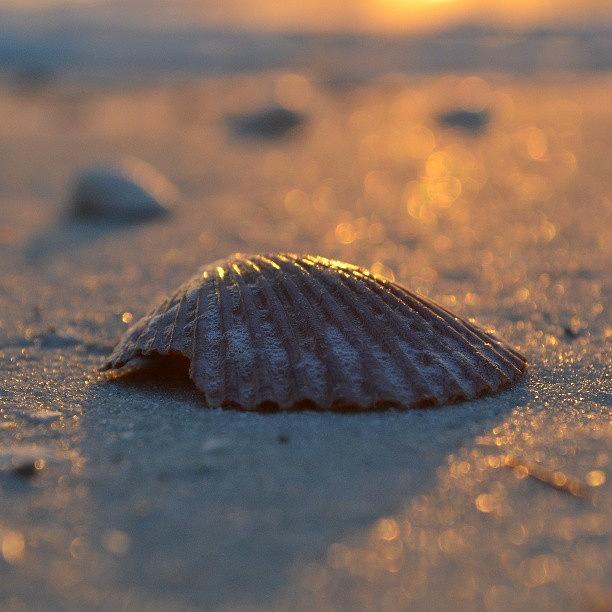 Sunset Photograph - Shell by Alexa V