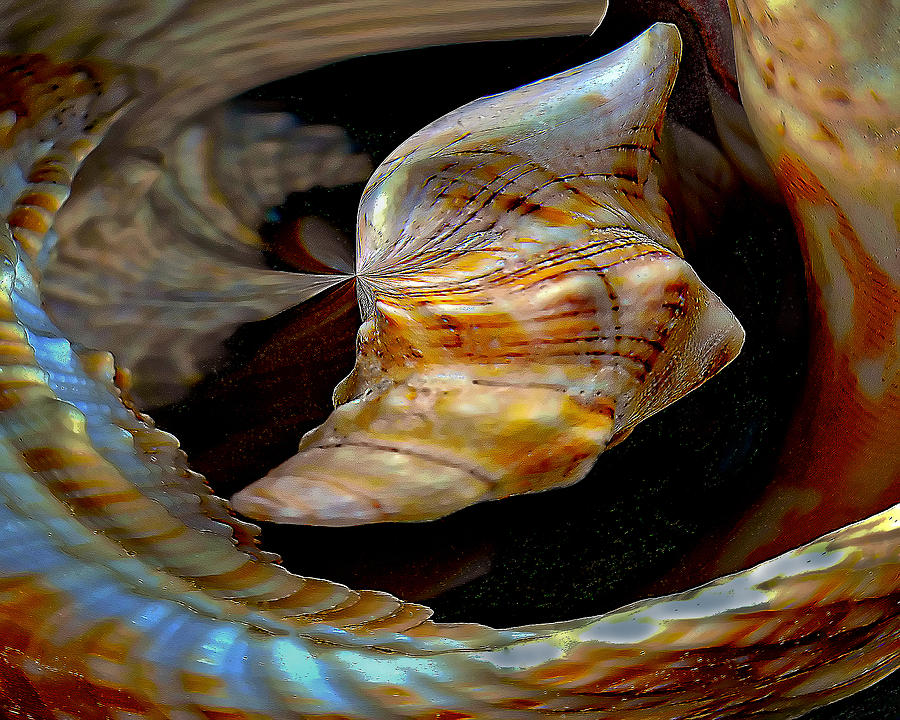 Tree Photograph - Shell Boot by Peter Edles