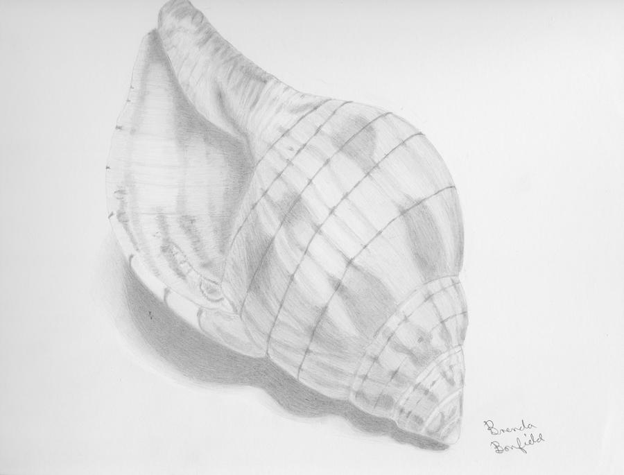 Shell Drawing by Brenda Bonfield