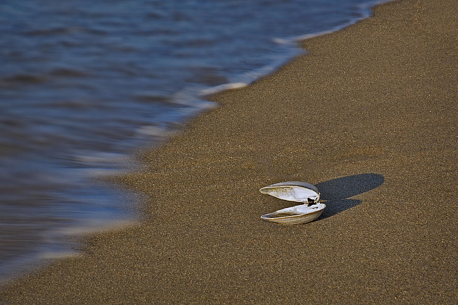 Shell Photograph - Shell By The Shore by Susan Candelario