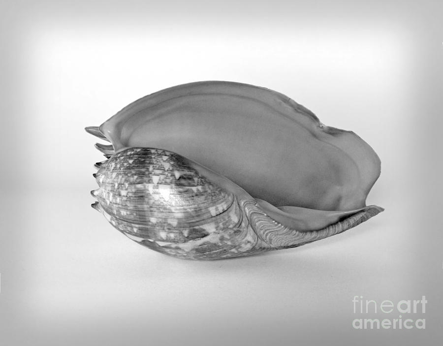 Black And White Photograph - Shell by Carole Lloyd