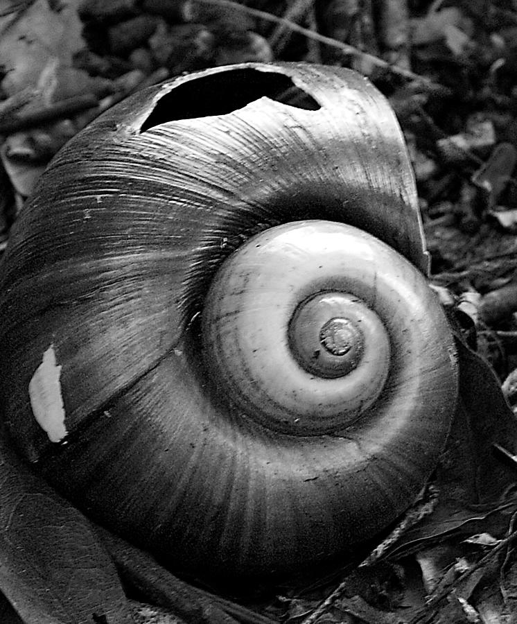 Shell Photograph by Chauncy Holmes