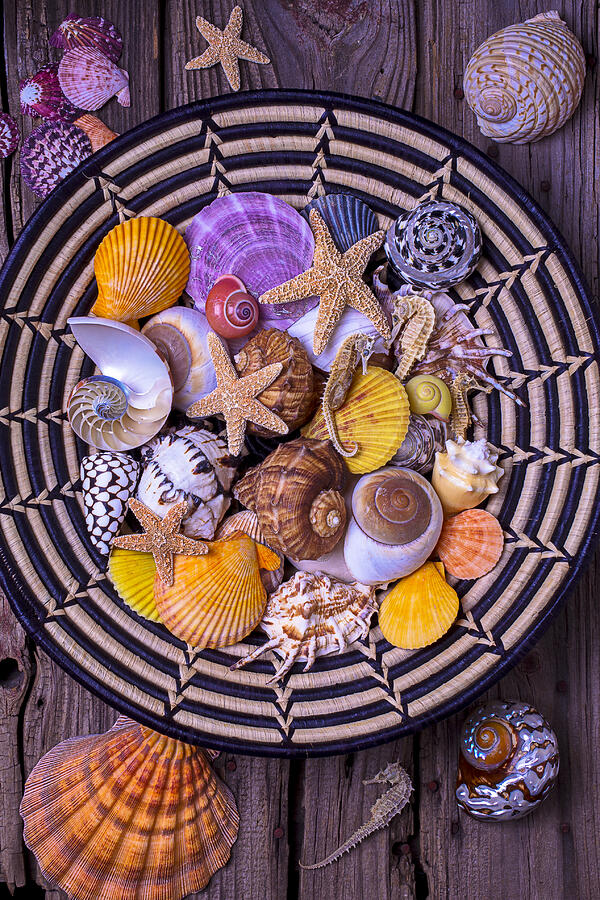 Nature Photograph - Shell Collecting by Garry Gay