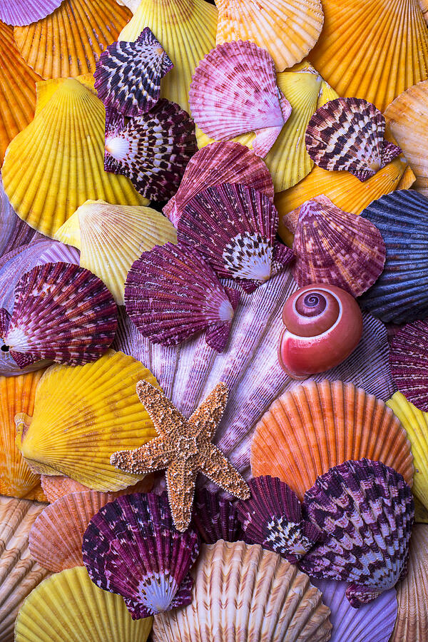 Shell Photograph - Shell Collection by Garry Gay