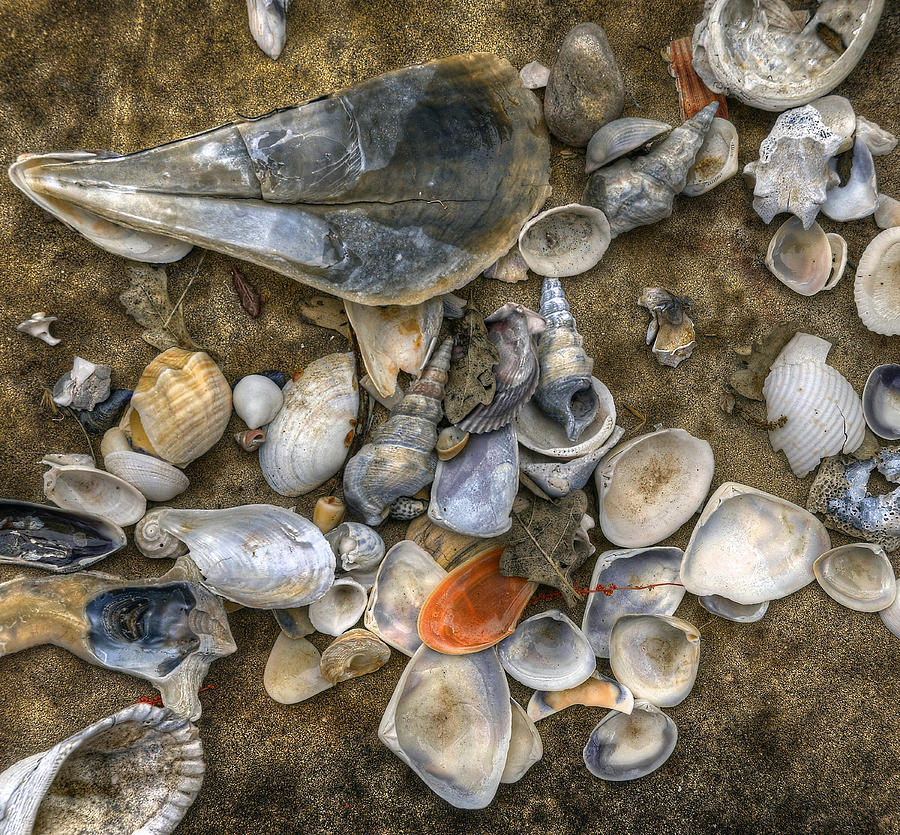 Shell Collection Photograph by Wayne Sherriff