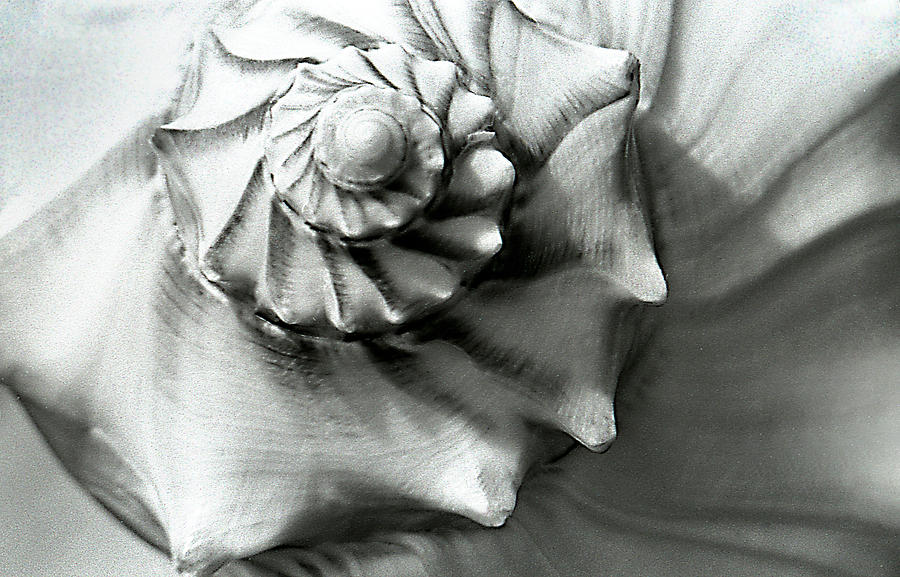 Shell Photograph - Shell by Dawn Dreibus
