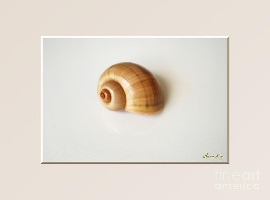 Shell. Delicate colors Photograph by Oksana Semenchenko