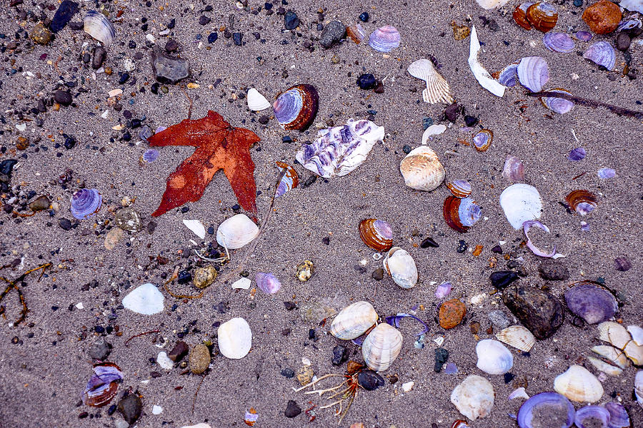 Shell Deposit Photograph by Roxy Hurtubise