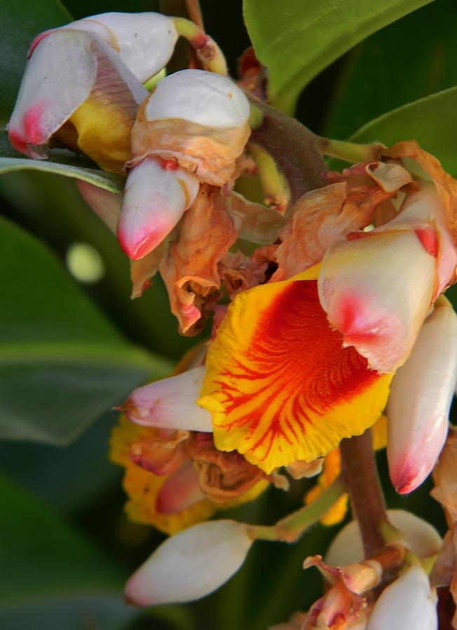 Shell Ginger Light Photograph by Warren Thompson