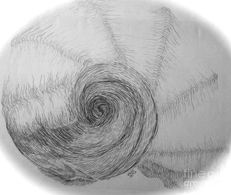  Shell in pencil Drawing by Diane Phelps