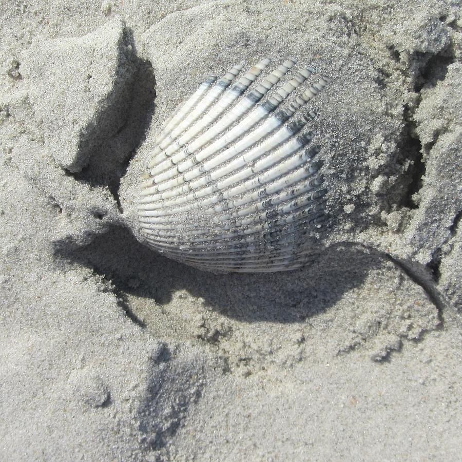 Shell Photograph - Shell in Sand by Cathy Lindsey