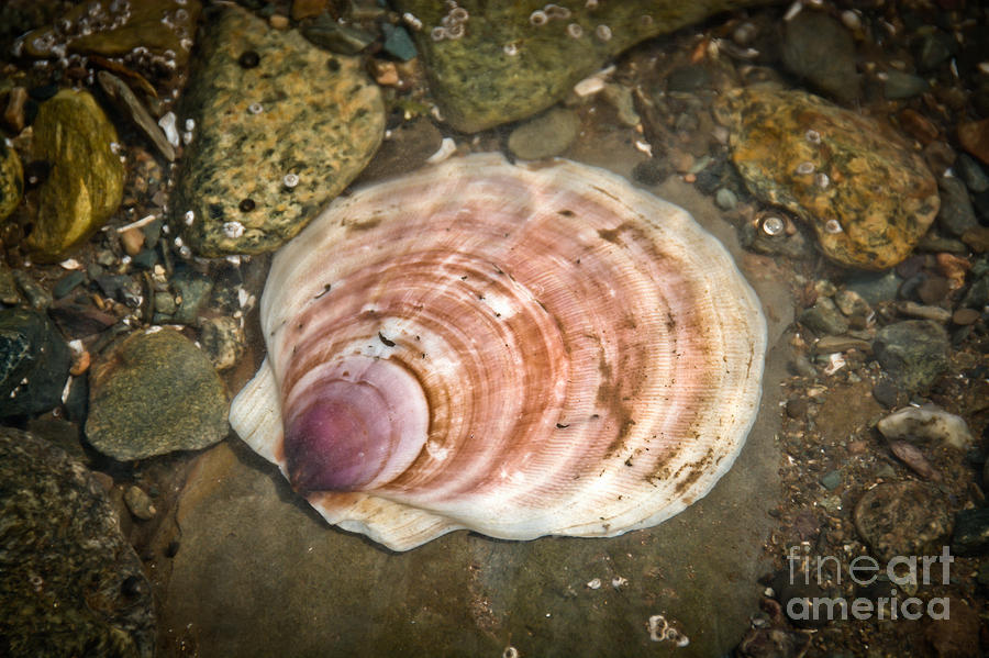 Shell in the Ocean Photograph by Cheryl Baxter