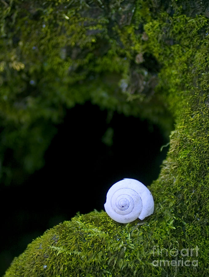 Shell Photograph by Jonathan Welch
