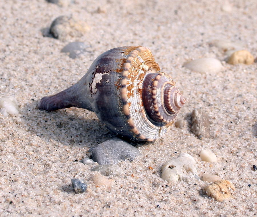 Shell Photograph by Karen Silvestri