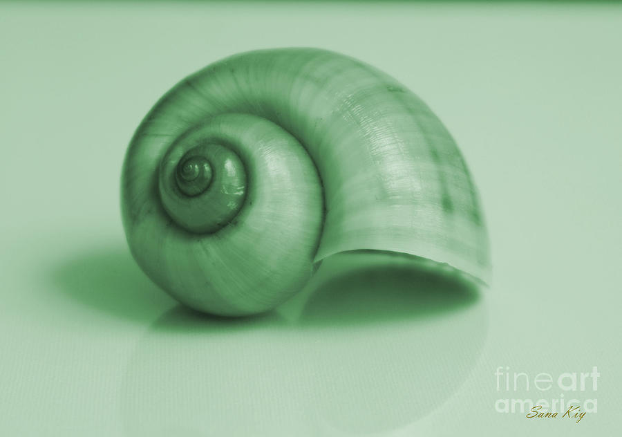 Shell. Light green Photograph by Oksana Semenchenko