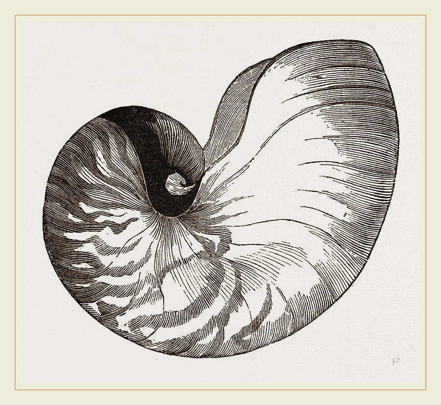 Nautilus Shell | Limited Edition Print – Brittany March