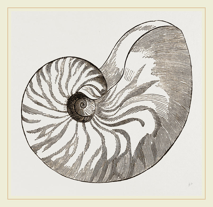 Shell Of Umbilicated Nautilus Drawing By Litz Collection