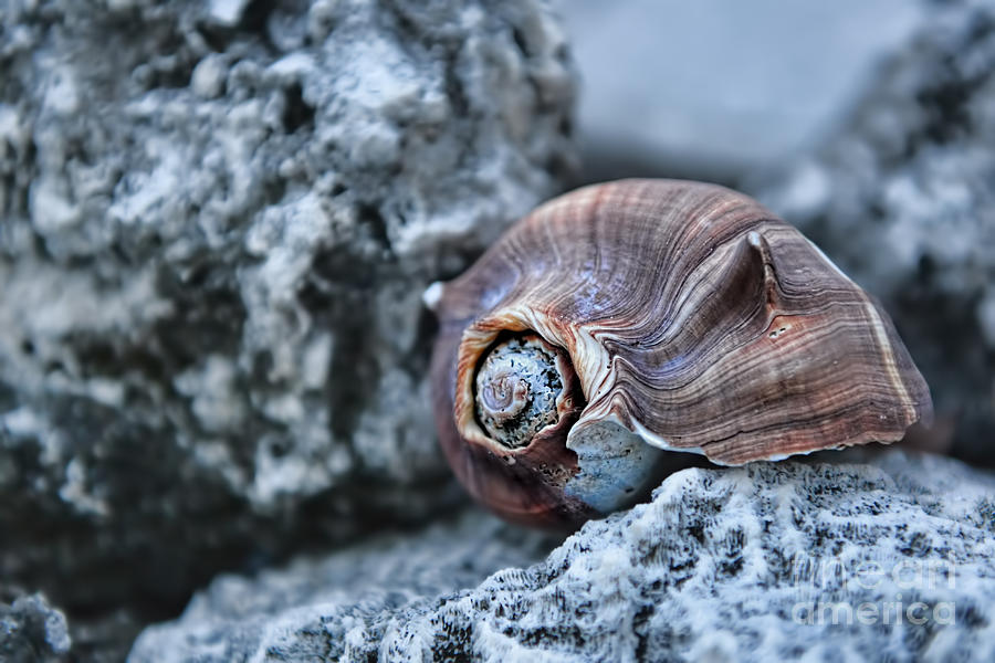 Nature Photograph - Shell  by Olga Hamilton