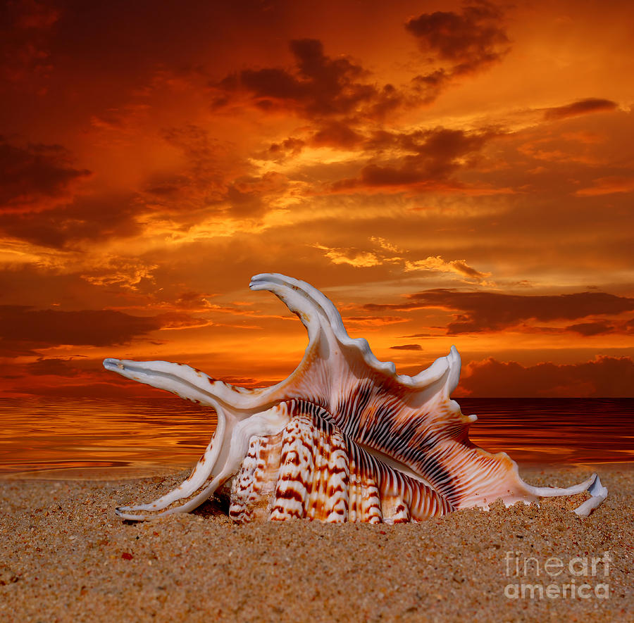 Shell on Sand Photograph by Boon Mee