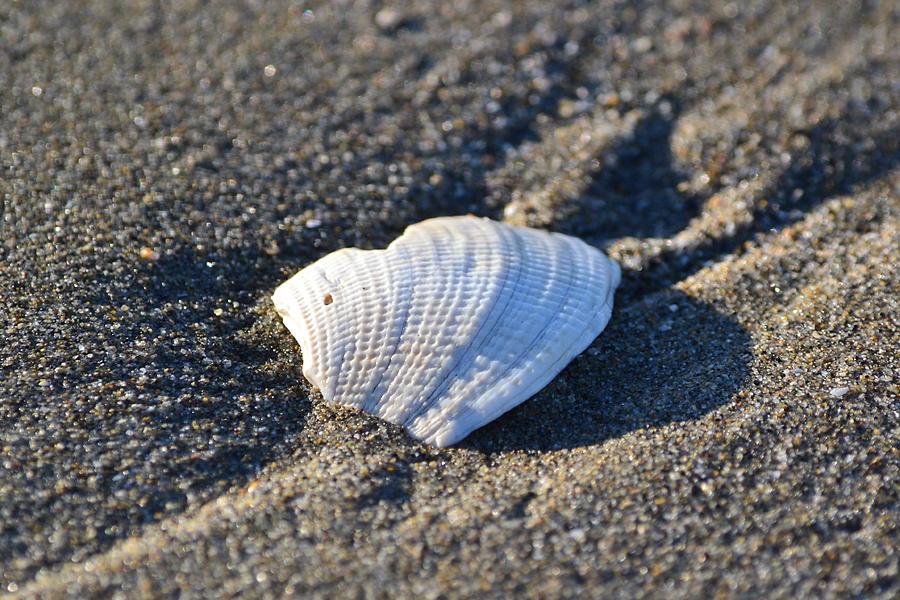 Shell On Sand Photograph by Dean Ferreira