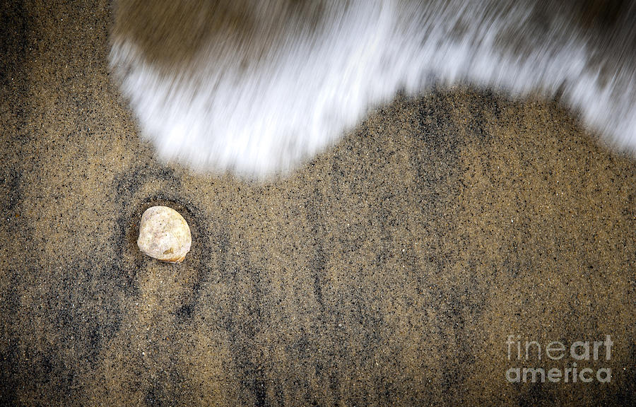 Nature Photograph - Shell on Sand by THP Creative